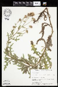 Cirsium arvense image