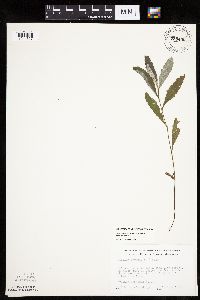 Cirsium arvense image