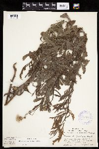 Cirsium arvense image