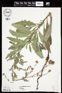 Cirsium arvense image