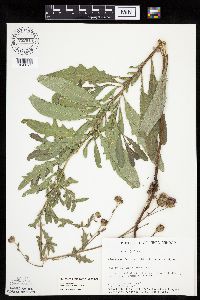 Cirsium arvense image