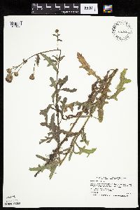 Cirsium arvense image
