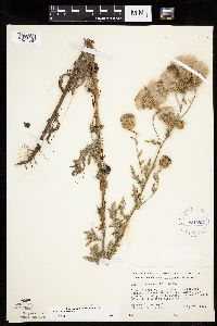 Cirsium arvense image