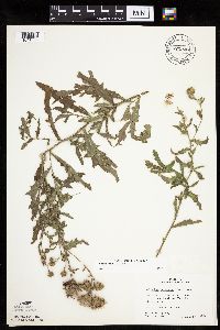 Cirsium arvense image