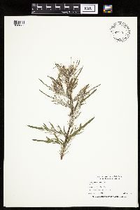 thumbnail image of current specimen