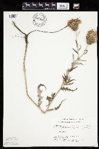 Cirsium flodmanii image