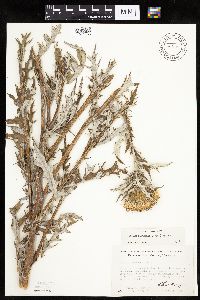 Cirsium flodmanii image