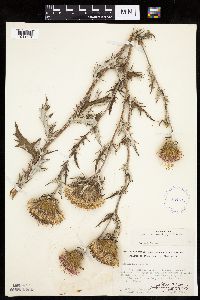 Cirsium flodmanii image