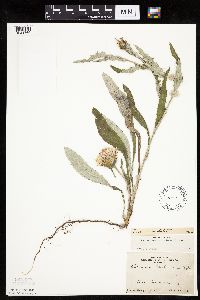 Cirsium flodmanii image