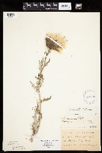 Cirsium flodmanii image