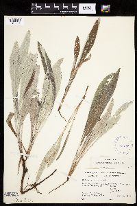 Cirsium flodmanii image