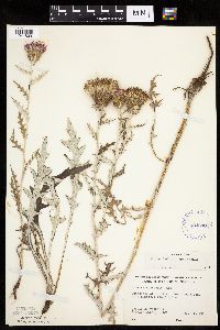 Cirsium flodmanii image