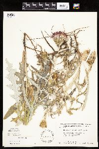 Cirsium flodmanii image