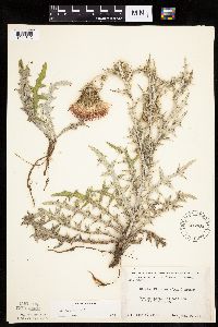 Cirsium flodmanii image