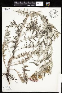 Cirsium flodmanii image