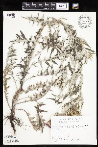 Cirsium flodmanii image