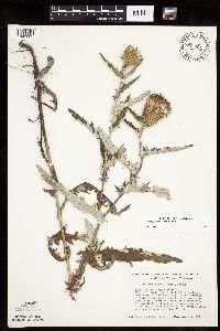 Cirsium flodmanii image