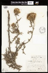 Cirsium flodmanii image