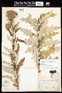 Cirsium x iowense image