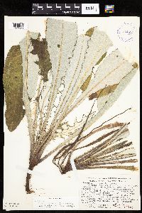 Cirsium x iowense image