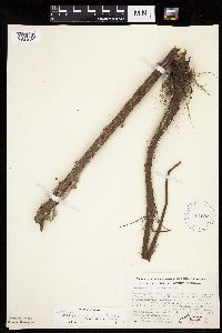 Cirsium x iowense image