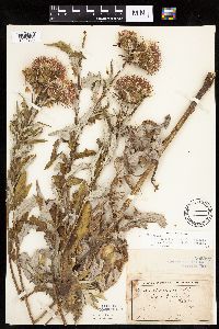 Cirsium x iowense image