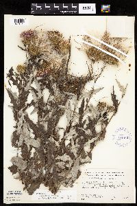 Cirsium x iowense image