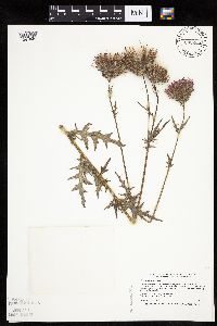 Cirsium muticum image