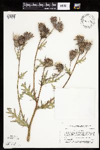 Cirsium muticum image