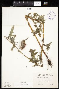 Cirsium muticum image
