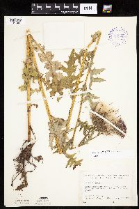 Cirsium muticum image