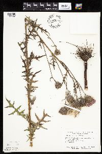 Cirsium muticum image