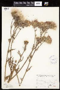 Cirsium muticum image
