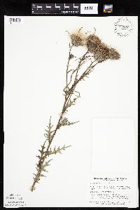 Cirsium muticum image