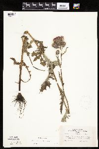 Cirsium muticum image