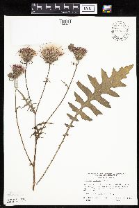 Cirsium muticum image