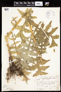Cirsium muticum image