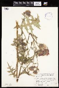 Cirsium muticum image