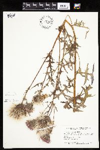 Cirsium muticum image