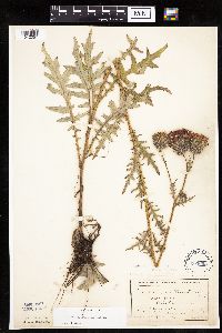 Cirsium muticum image