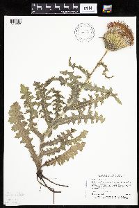 Cirsium pumilum image