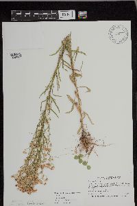 Conyza canadensis image