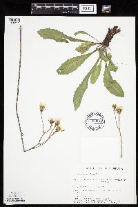Crepis runcinata subsp. runcinata image