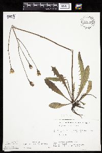 Crepis runcinata subsp. runcinata image
