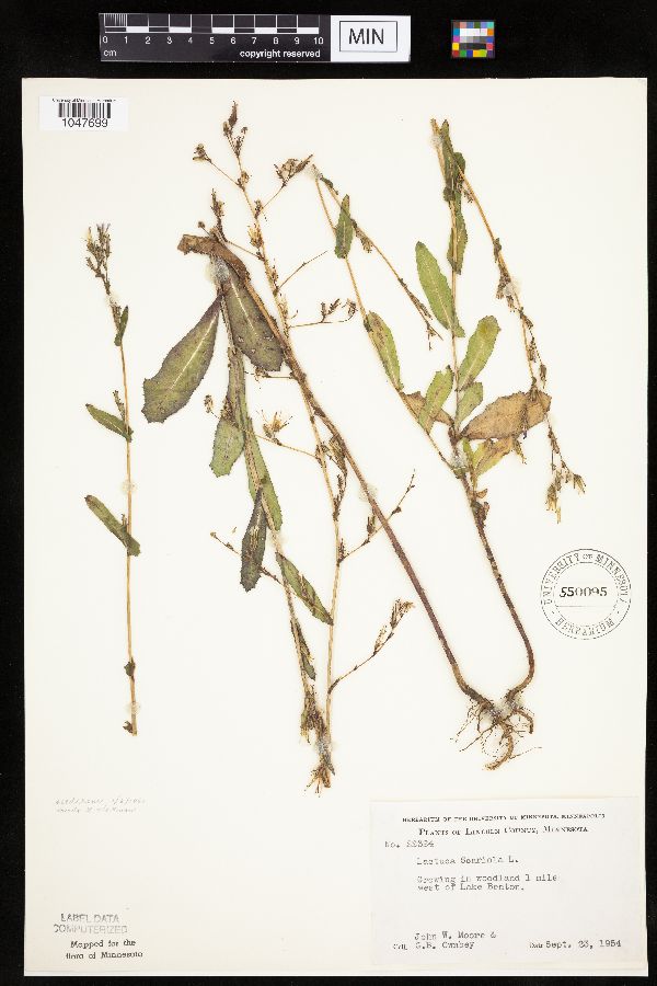 Lactuca serriola image