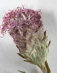 Liatris cylindracea image