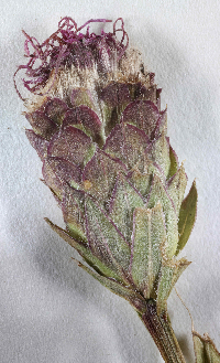 Liatris cylindracea image