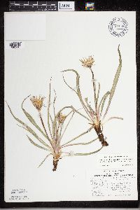 Nothocalais cuspidata image