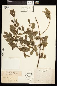 Frangula californica image