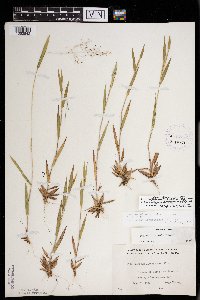 Dichanthelium boreale image